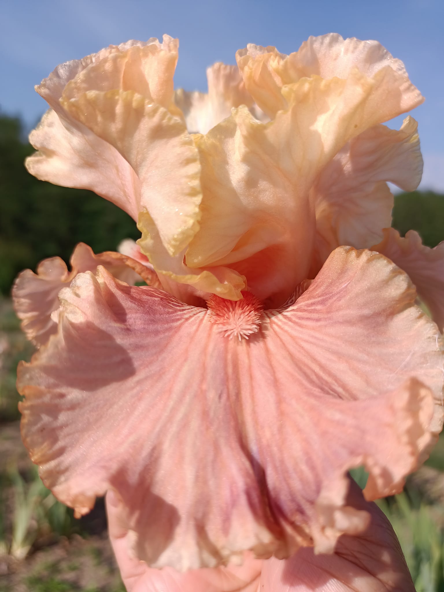 Australian Rose